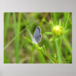 Eastern Tailed-Blue Butterfly Posters