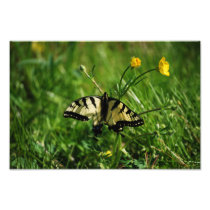 Eastern Tiger Swallowtail Butterfly photo print