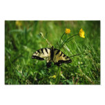 Eastern Tiger Swallowtail Butterfly photo print