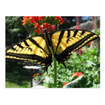 Eastern Tiger Swallowtail Butterfly Postcard