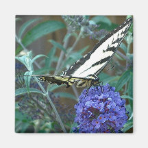 EASTERN TIGER SWALLOWTAIL magnet