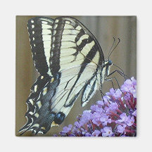 EASTERN TIGER SWALLOWTAIL magnet