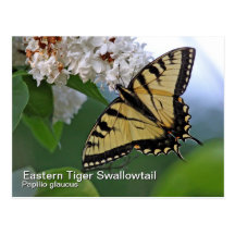 Eastern Tiger Swallowtail Postcard