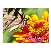 Eastern Tiger Swallowtail Postcard