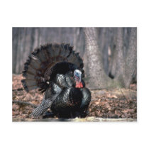 Eastern wild turkey strutting in woods post card
