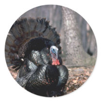Eastern wild turkey strutting in woods stickers