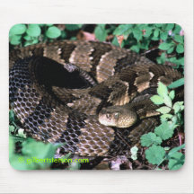 easterntimberrattler,  gilbertstetson.com mouse mat