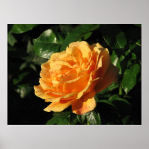 Easy Going Floribunda Rose 008 Print