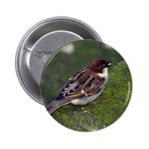eating bird buttons