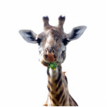 eating giraffe photo sculptures
