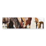 Eating Horses Bumper Stickers