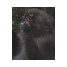 Eating Macaque - Macaco Comiendo Stretched Canvas Print