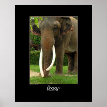 Ebony & Ivory Print