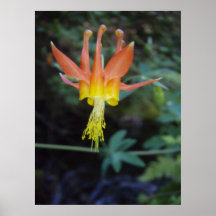 Écarlate Columbine Posters