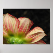 Écarlate de Goldalia de dahlia Posters