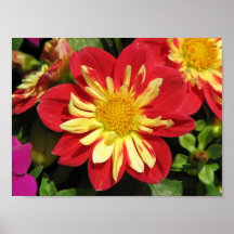 Écarlate de Goldalia de dahlia Posters