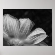 Écarlate de Goldalia de dahlia Posters