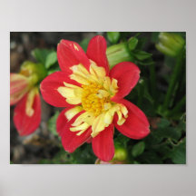 Écarlate de Goldalia de dahlia Affiches