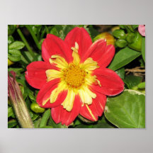 Écarlate de Goldalia de dahlia Posters