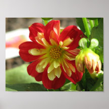 Écarlate de Goldalia de dahlia Posters