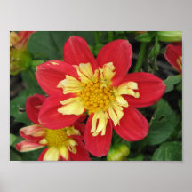 Écarlate de Goldalia de dahlia Posters
