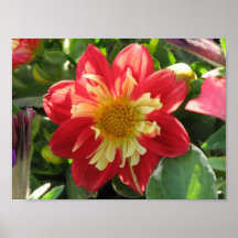 Écarlate de Goldalia de dahlia Affiches