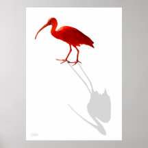 Écarlate IBIS Posters