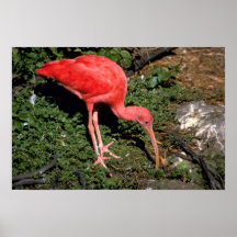 Écarlate IBIS Posters
