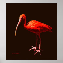 Écarlate IBIS sur le noir Posters