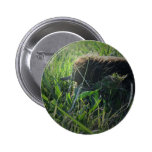 Echidna Button