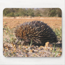 Echidna Finding Food On The Soil Mouse Pad