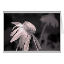 Echinacea Blooms Greeting Cards