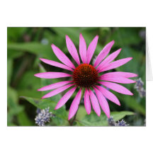 Echinacea Card