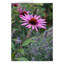 Echinacea Cards