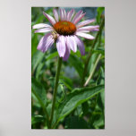 Echinacea Delight Poster