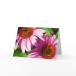 Echinacea Greeting Card