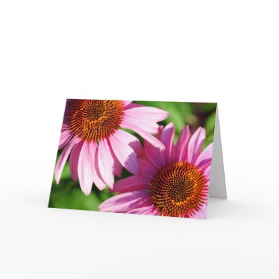 Echinacea Greeting Card by PerennialGardens
