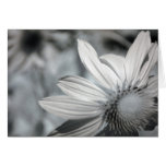 "Echinacea" Greeting Card