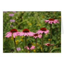 Echinacea Greeting Cards
