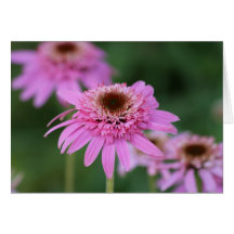 Echinacea "Pink Double Delight" Greeting Card