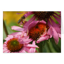 Echinacea with Bee Cards