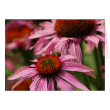Echinacea with bee greeting cards