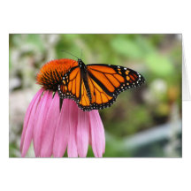 Echinacée avec le papillon de monarque carte