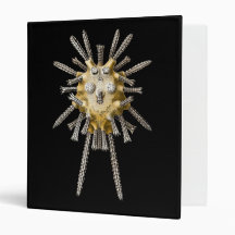 Echinocyamus