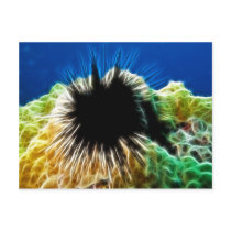 Echinothrix Calamaris Sea Urchin Postcard