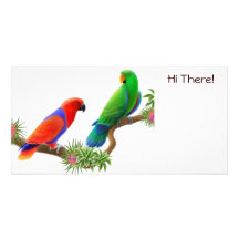 Eclectus Birds Photo Card