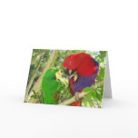 Eclectus Pair