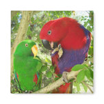 Eclectus Pair