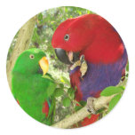 Eclectus Pair