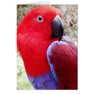 Eclectus Parrot Greeting Cards by Natures_Whisper
